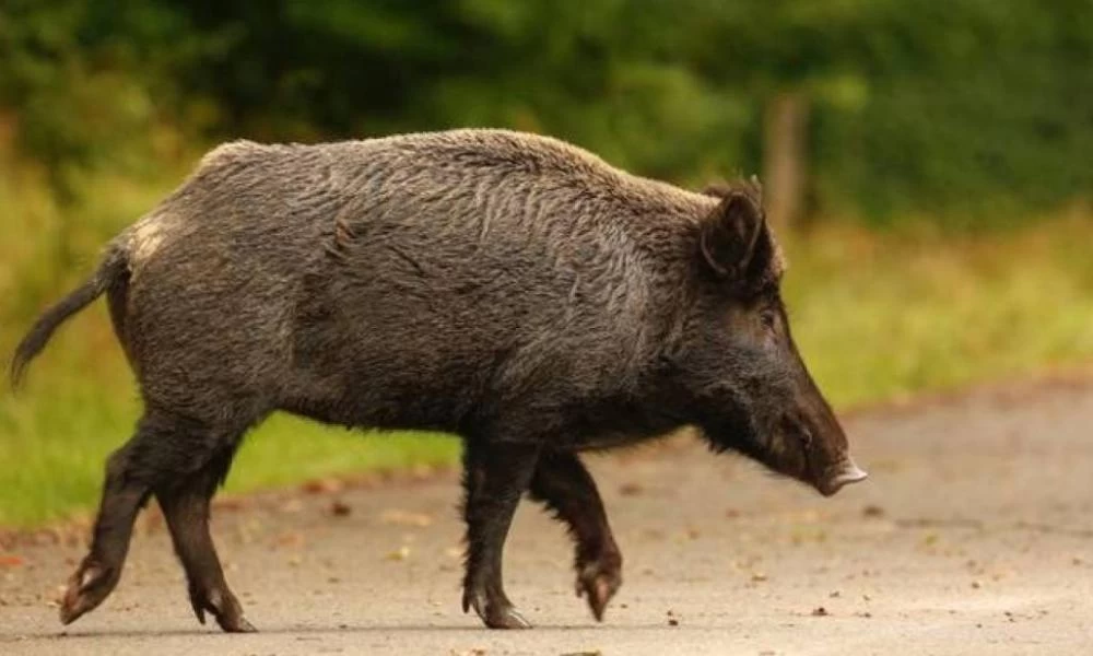 Θεσσαλονίκη: Σε ''θέσεις μάχης'' οι κάτοικοι εναντίον των αγριογούρουνων